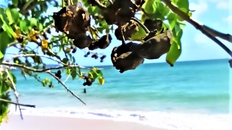 rejsy na karaibach,morskie szwedaki