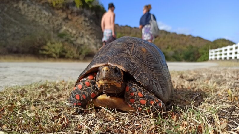 rejsy na karaibach,morskie szwedaki