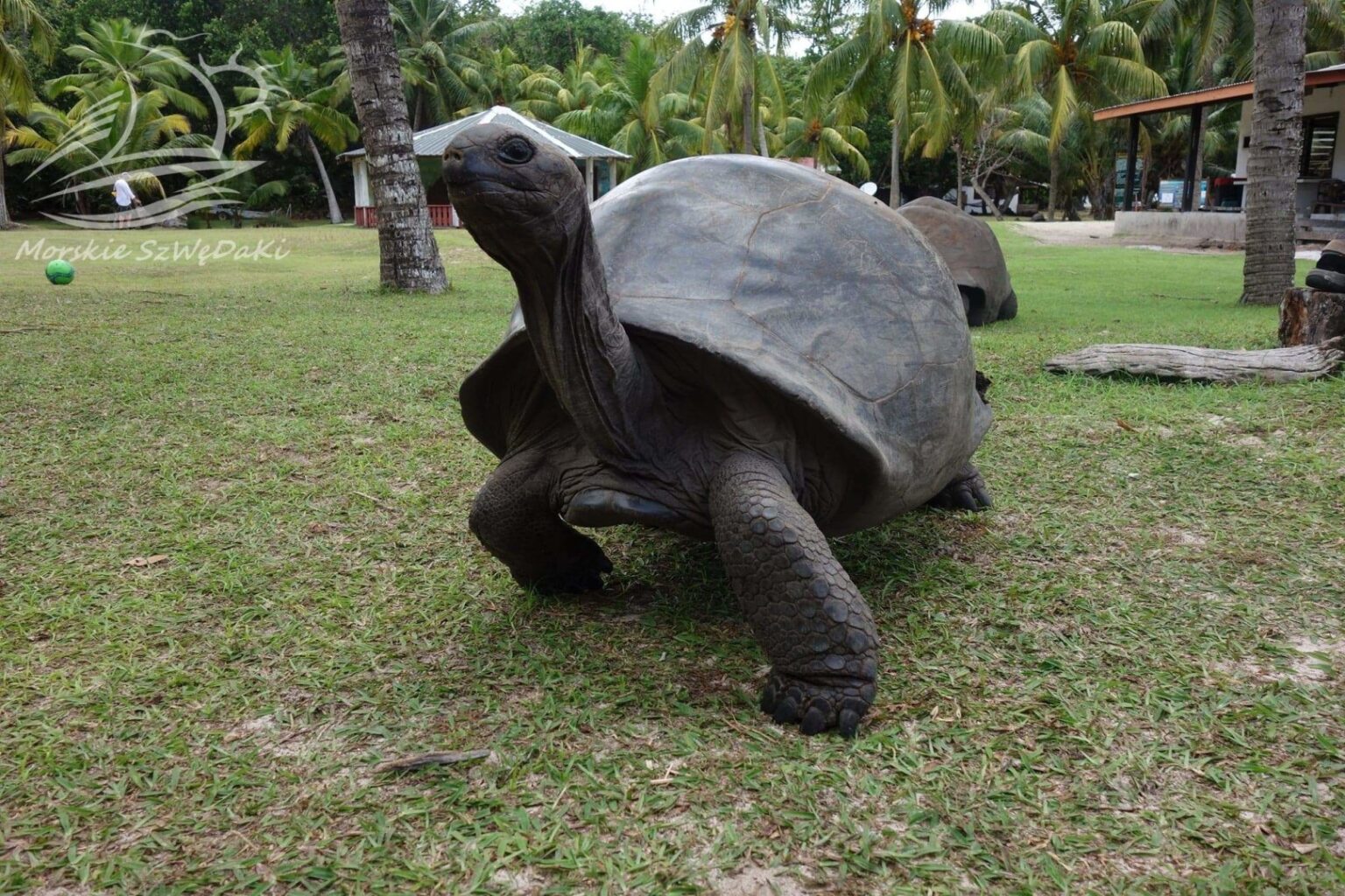 morskie szwedaki,rejsy morskie,rejsy stażowe,rejsy kapitanskie,rejsy weekendowe