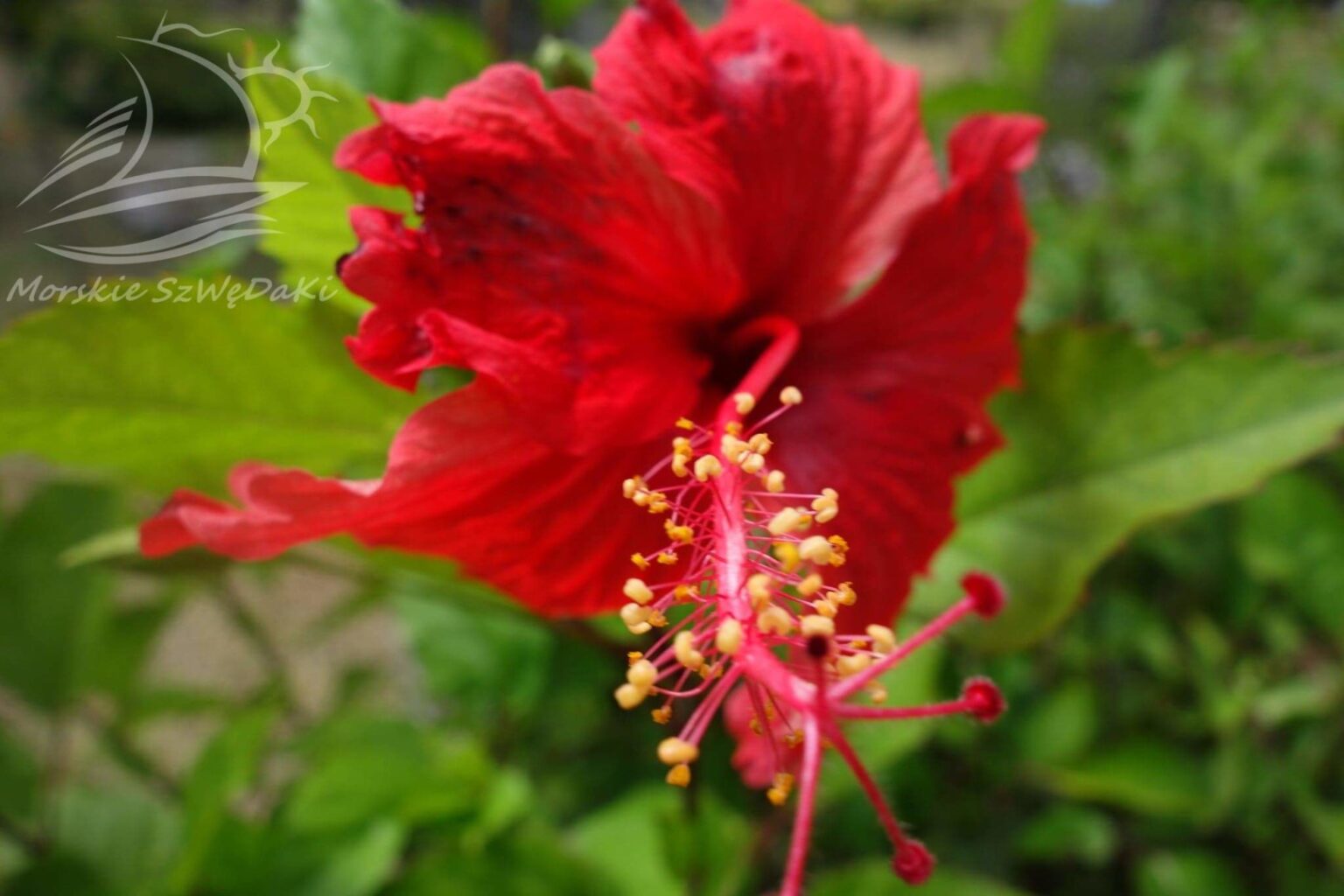 morskie szwedaki,rejsy morskie,rejsy stażowe,rejsy kapitanskie,rejsy weekendowe