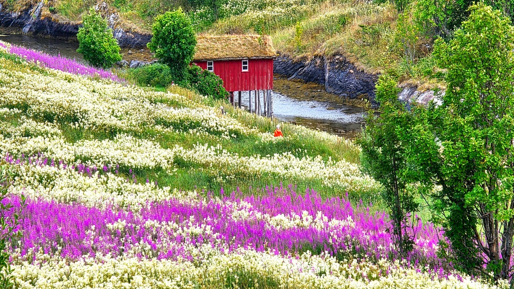 rejsy w norwegii,nordkapp,morskie szwedaki