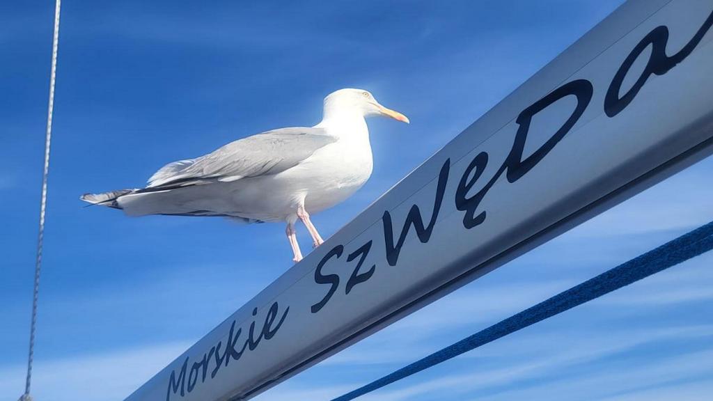 norwegia,rejsy w norwgii,morskie szwedaki