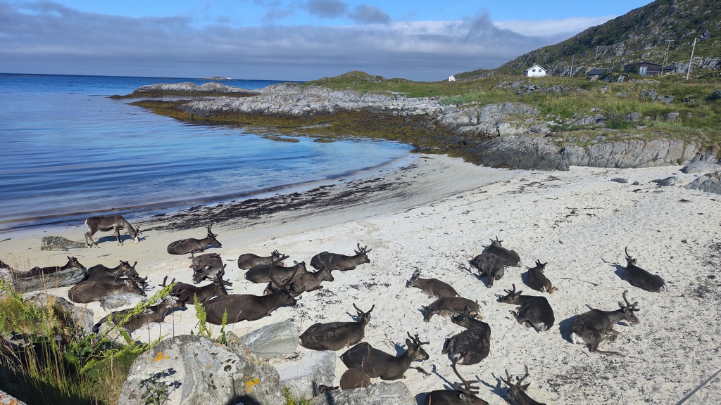 rejsy w norwegii,nordkapp,morskie szwedaki