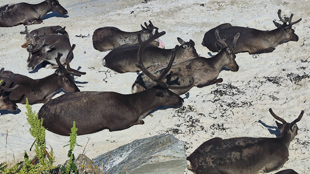 rejsy w norwegii,nordkapp,morskie szwedaki