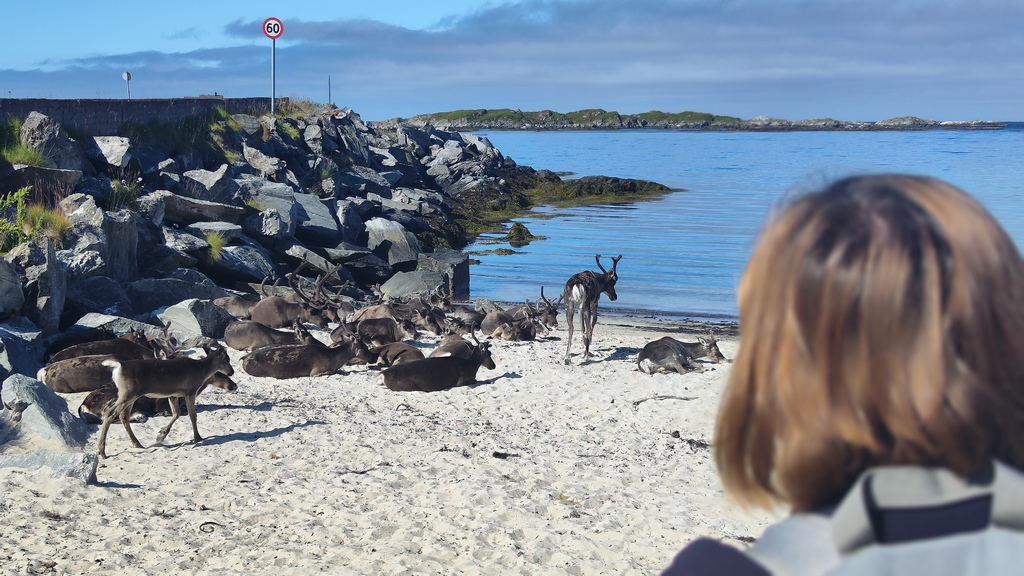 rejsy w norwegii,nordkapp,morskie szwedaki
