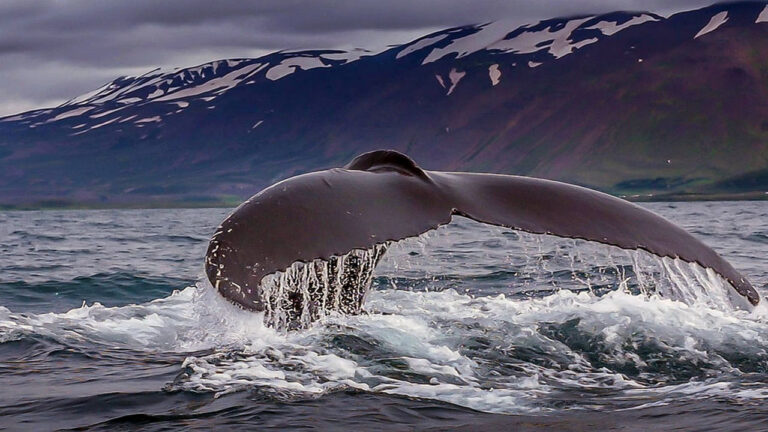 islandia-wieloryby