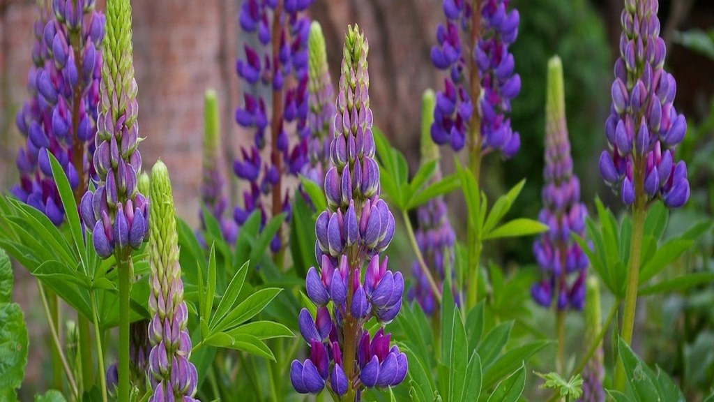 rejsy w norwegii,nordkapp,morskie szwedaki