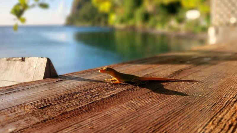 morskie szwedaki,rejsy na karaibach,szkolenia manewrowr,rejsy stażowe