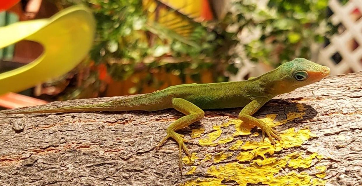 karaiby,morskie szwedaki