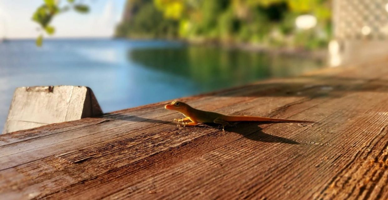 karaiby,morskie szwedaki